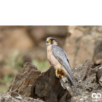 گونه شاهين Barbary Falcon